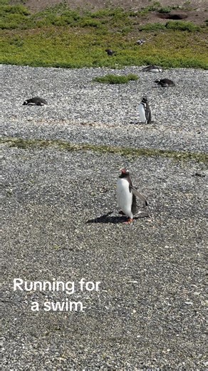 Running for a swim ❤️🐧 #penguin #penguins #ushuaia #cruise #cruiselife #travel #southamerica
