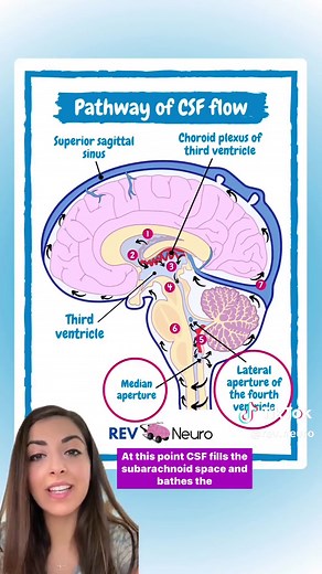 Understanding CSF Flow and Production in the Brain