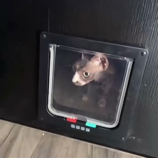 Versatile 4-Way Locking Pet Flap Door – ABS Plastic Cat & Dog Entry System