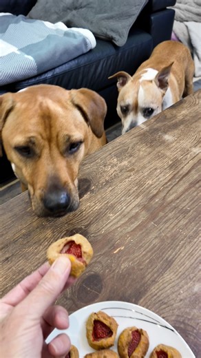 Banana and sweet potato dog treats with a strawberry pressed into the top 🍓 Made with simple ingredients and guaranteed tail wags. Buzz and Bolt approved 🐾 #dogtreats #homemadedogtreats #dogreels | MeetThe Staffies