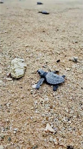 cute baby 😍#shorts