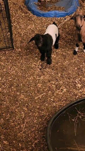 4.9K views · 342 reactions | My newest baby that was born ❤️❤️❤️ | Alyssa Capps | Facebook