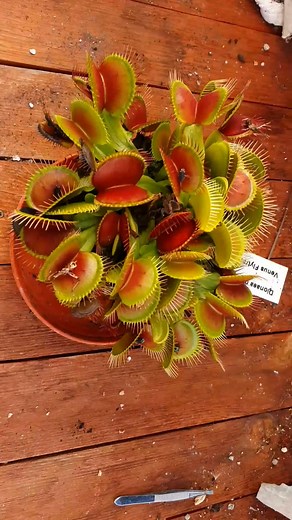 1.4K views · 15 reactions | Feeding 20 Venus Flytraps #venusflytrap #plants #carnivorousplants | Carnivorous Plants | Facebook