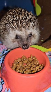 18K views · 1K reactions | Enjoy some Hazel ASMR ❤️璉 #hazelthehedgehog | Laura Porter | Facebook