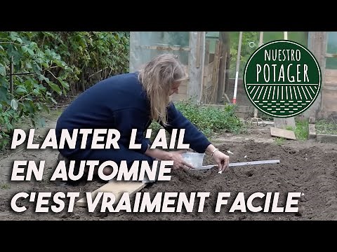 Planter l'Ail en Automne, c'est vraiment facile
