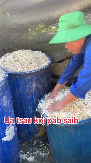 Hmoob TikTok Xab Hauj Qhauv Npua 2025