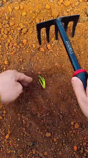 Master Corn Planting: New Farmers' Top Tips Unveiled