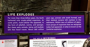 Life Explodes | AMNH