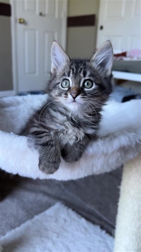 Muscari 💘 Isn’t he just a lovebug!! . I’m so happy he has a home lined up, as well as all his siblings 🥳 I can’t believe he will be fixed next week and then off to his forever home. . #plant_kitties | Foster Kitten Tails