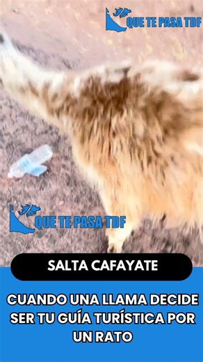 🦙😂☀️ CUANDO UNA LLAMA DECIDE SER TU GUÍA TURÍSTICA POR UN RATO#Tierno #Viral