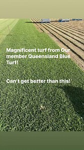 Checkout the beautiful quality turfgrass varieties at Queensland Blue Turf Farm in Gingin. They grow and deliver Queensland Blue Turf and Sir Walter soft leafed Buffalo. Karl takes great pride in producing high quality turf. As a one man show he is on his turn every day, and knows exactly what’s going on where. A great Turf Producer, here in WA! #ExcellentQuality #turfgrass #parkyourarseonnaturalgrass #lawniscooling #turfinstallation #LoveYourLawn #lawncare #lawn #turf | Turf Growers Association