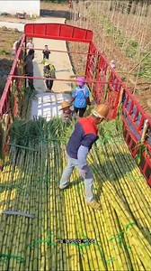 WHY Do Chinese Farmers Bury Pieces of Sugarcane in the Soil? #facts #trending #ytshorts