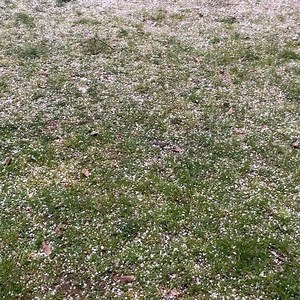 1.6K views · 44 reactions | All hail! #saltspring #saltspringisland #saltspringexchange | Salt Spring Exchange | Facebook