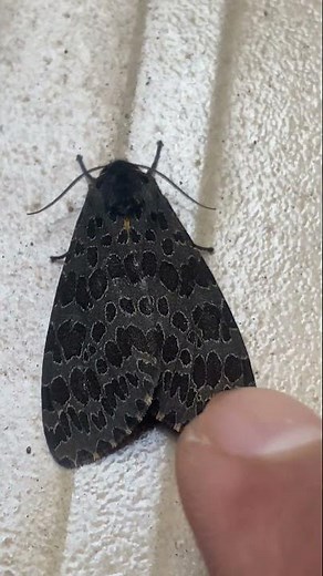 Olepa Ricini Tiger Moth 🦋 #insect #shorts