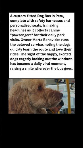 The World’s Cutest Commute: The Dog Bus! 🚌🐶 #dog #news #shorts