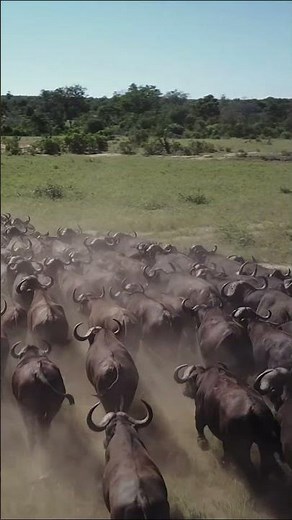 Wild Africa 🦬 Buffalo Migration | 4K Short