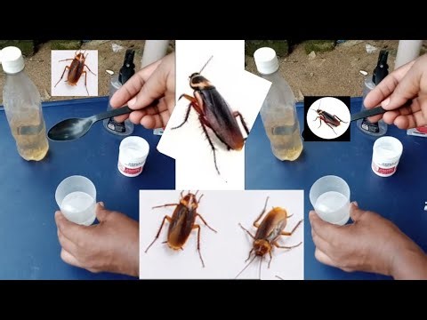 How to kill cockroaches within 5 minutes using 3 simple ingredients. #cockroaches #kitchentips