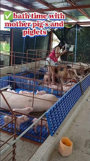 Pig Feed Mixing Formula for Beginners #PigNutrition #FarmTips #PigFeed