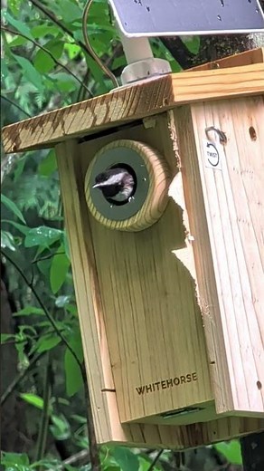 The Chickadee Drive-Thru 🐦🍽️ Never Closes