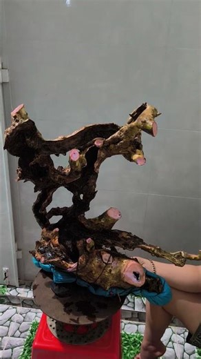 M705...400k phôi bằng lăng tím lũa vách lh0908692917zalo