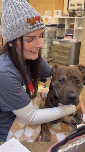Beaver County Humane Society on Instagram: "It’s the very first day of 2026… and Toby wants to show everyone that he has an entire year’s worth of love to give to his forever family. ❤️🐾 Toby has spent just shy of five months at the shelter, and since arriving as a stray he’s melted into the cuddly lovebug and sweetheart we all know him as. An office favorite, Toby has all the house-dog material a family could ask for: he loves to be a lapdog, play with all kinds of different toys, and keeps hi