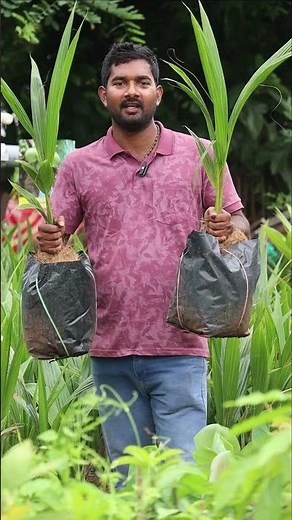 Malaysian Coconut Plant 🥥 High Yield & Fast Growing Variety | Best Coconut for Farming
