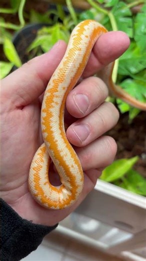 Albino Rosyboa Dreams 😍 your opinion?