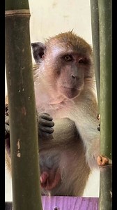So was taking a picture of this monkey yesterday on monkey beach in Thailand yesterday and you WILL NOT BELIEVE WHAT HE DID TO ME 🤯🤯😵‍💫😵‍💫 | Johnathan Price