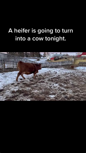 From Heifer to Cow: The Transformation Process Explained