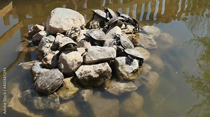 terrapin turtle trying to climb having sun bath next to pond tortoise