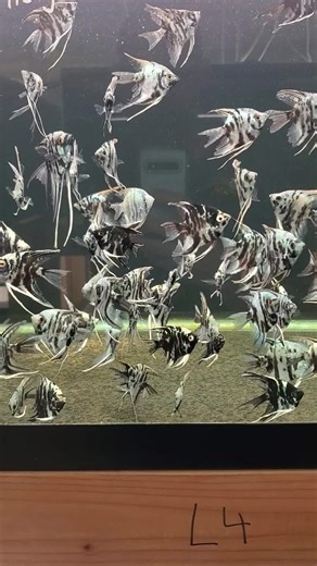 Blue Marble Angelfish unboxing update Check 'em out here: https://dansfish.com/product.detail/7459/Cichlids-Angelfish-Blue-Marble-Angelfish-see-note-about-fins-(Pterophyllum-scalare) | Dans Fish