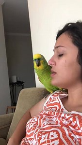 1.6M views · 34K reactions | Même les perroquets connaissent cette chanson! | Musicos Magazine | Facebook