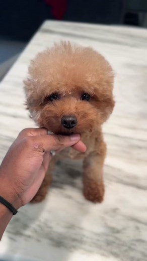 The Stud Dog and his Semen. iSperm Analyzer from @Mike from Canine P4 #semenanalysis #canine #stud #studdog #supplementsforstuddog #dog #dogsoftiktok #canineinfo #isperm #breedersedge #oxystud #wheatgermoil #dogs #caninecurator #xdesignerbreeds #xpurebreds #fyp #trending #dogbreeder #dayinthelife #explore