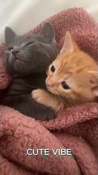 Two Cats Hugging Each Other… This Is TOO PURE For This World 😭💖 (Part 78)