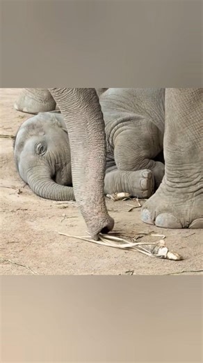 Mama Elephant's Gentle Way of Waking Her Sleeping Baby🥹 #babyelephant #cuteanimal #shorts