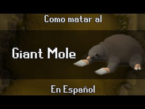 [OSRS] Como matar al Giant Mole [En Español]