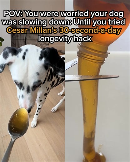 12K views · 1.1K reactions | Legendary Dog Behaviorist, Cesar Millan, shares which foods you should AVOID feeding your pet at all costs. If your dog suffers from ⚫️ Weight Gain ⚫️ Loss of Energy ⚫️ Achy Joints ⚫️ Stinky, Mushy Poops ⚫️ Bad Breath ⚫️ Diminished Mental Ability Watch Cesar reveal the TOXIC FOODS to avoid and show how you can help extend your beloved pet’s health span. See for yourself!  https://rebrand.ly/MRTYCM | Cesar Millan | Facebook