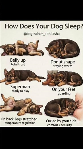 How Does Your Dog Sleep? 🐶 What It Means Explained!