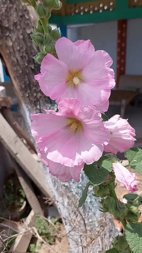 7.3K views · 148 reactions | Hollyhock, Alcea Rosea Flower  #flowers #viral #trending #Beauty #relax #reels #garden #love #facebookreels #reelsfb #nature #plants #beautiful #beautifulflowers | Beautiful Flowers | Facebook