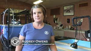 Phoenix Zoo conservation work gives imperiled Chiricahua leopard frogs a path to survival