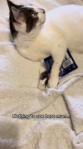10K views · 94 reactions | Can we solve the mystery of the stolen treat packet?  #ItsGreatToBeACat Lady Lola and her boys | Cats Like Felix | Facebook