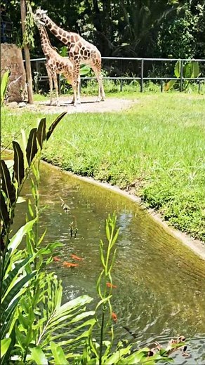 Exploring the Wild: Cebu Safari's Secret Fishpond and Giraffe Encounters!