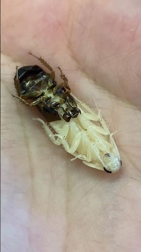 Do cockroaches molt their exoskeleton? 🪳 Hissing Roaches!