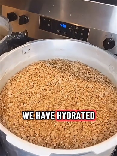 Hydrating Bulk Grain Spawn for Mycology