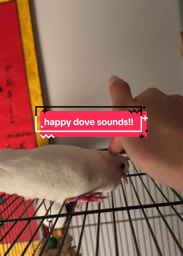 everyone say hi to happy Coco #dove #coo