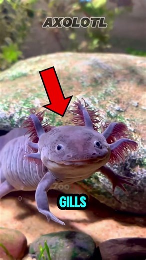Real Animals That Look WAY Too Weird to Be From