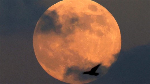 When is the full moon in November 2025? Why is tonight's moon called beaver supermoon