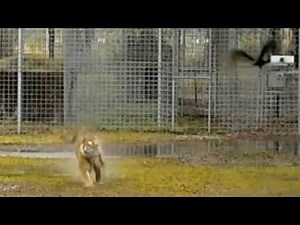 Tiger Chases Birds