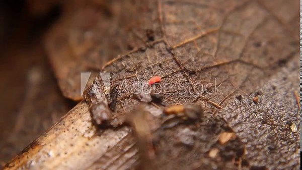 Close-up of a red velvet mite (*Trombidiidae*) crawling on human skin, causing swelling. Common in soil and leaf litter, these mites thrive in warm, humid environments.