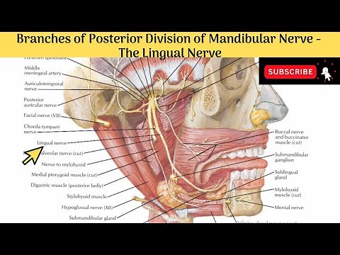 Lingual Nerve | Course | Relations | Distribution | Clinical Anatomy #Anatomy #mbbs #education